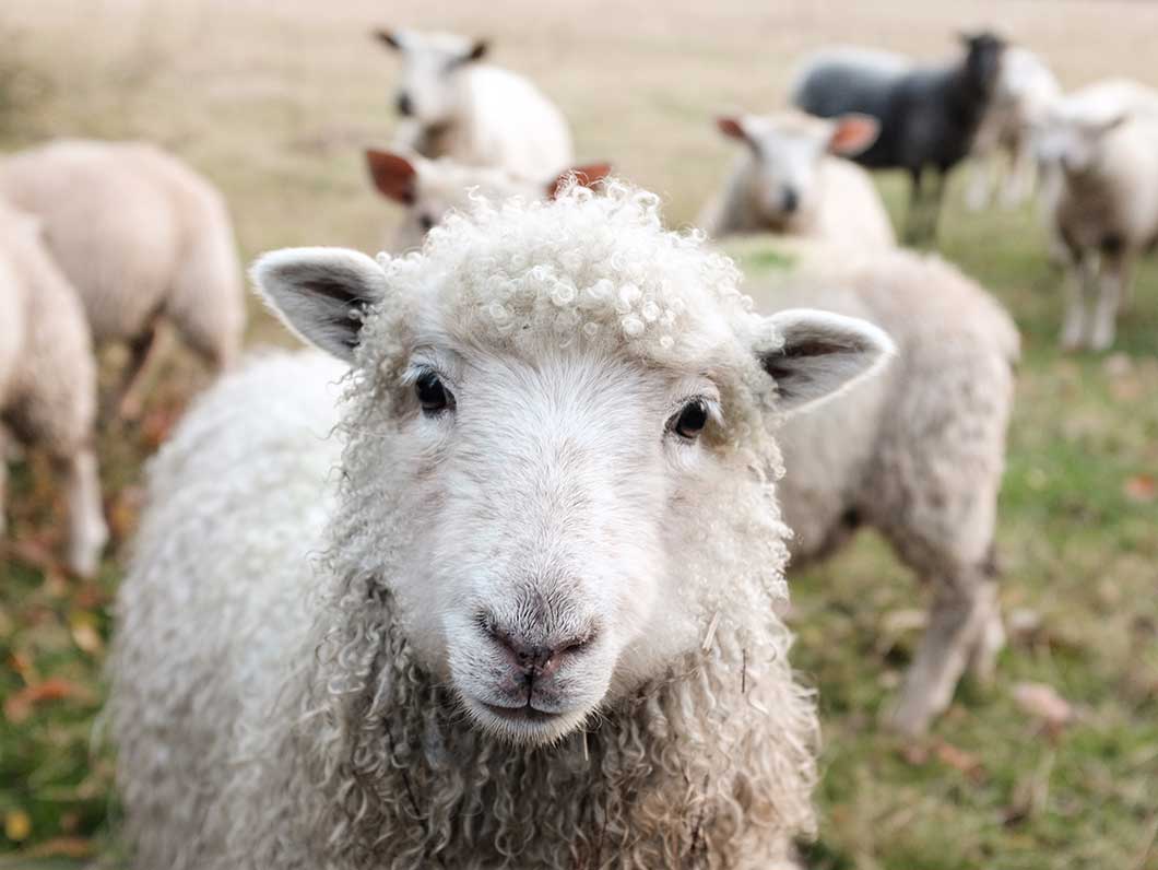 Een schaap moet je toch scheren?' Dit is waarom ik geen wol draag - The  Vegan Effect